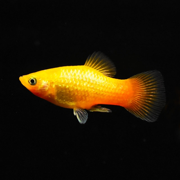 Platy Sunset, Xiphophorus maculatus var. sunset